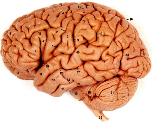 http://www.ipmc.cnrs.fr/~duprat/neurophysiology/images/brain2.jpg